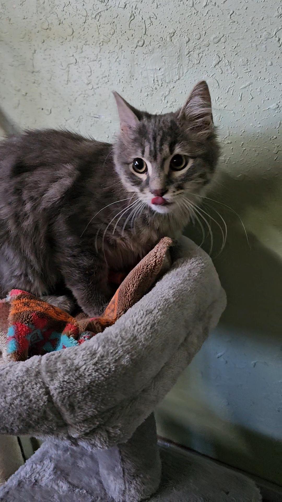 Smokey Joe, adopted, Kitten Male Domestic Medium Hair.