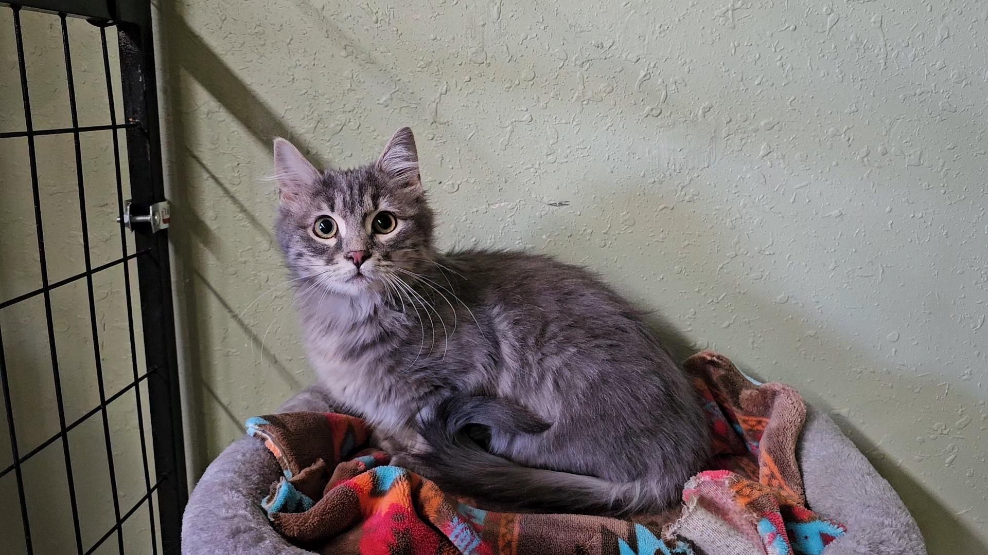 Enlarge Smokey Joe, a ADOPTABLE Domestic Medium Hair in Pinedale, WY image 2/5
