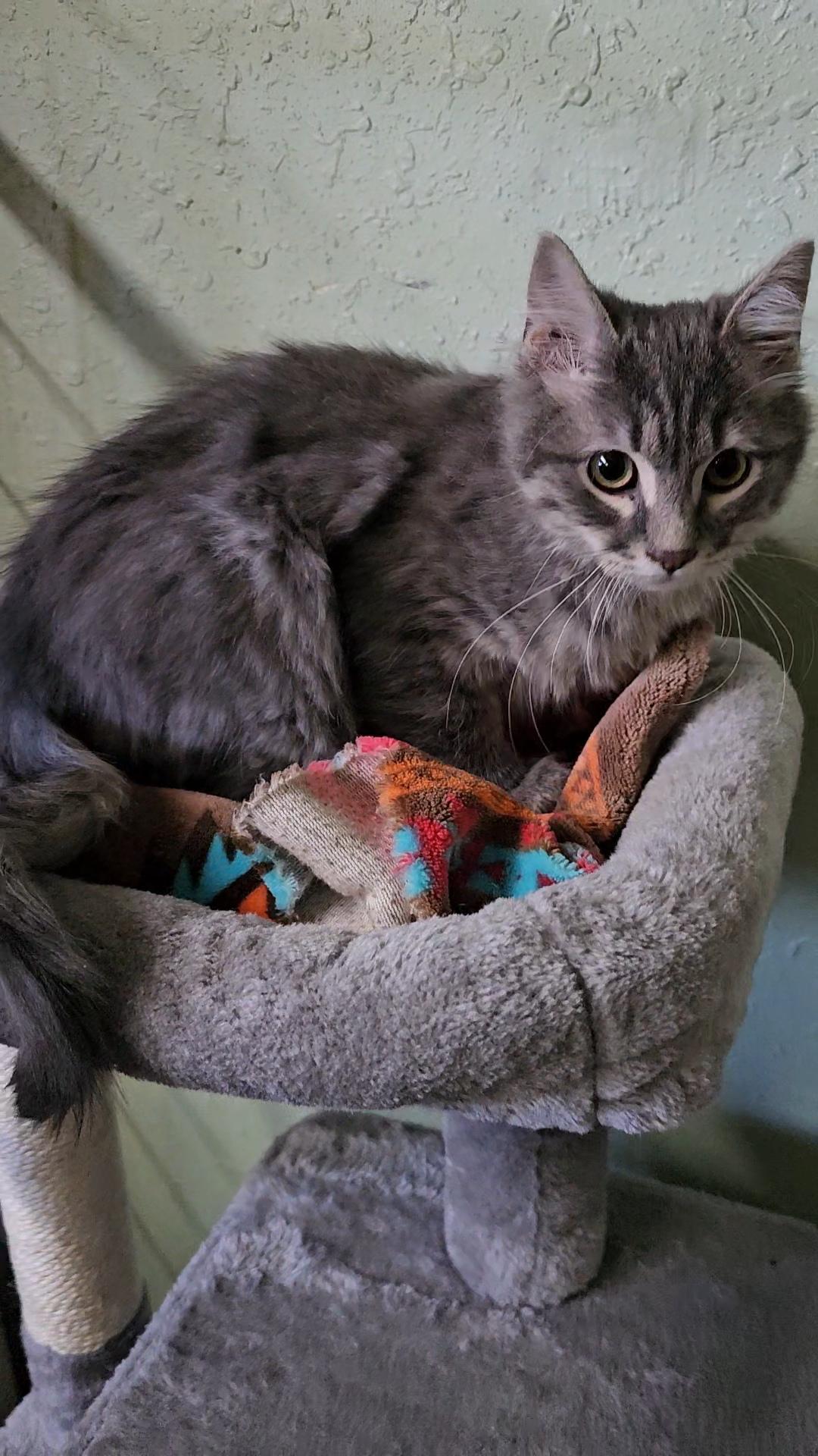 Enlarge Smokey Joe, a ADOPTABLE Domestic Medium Hair in Pinedale, WY image 3/5