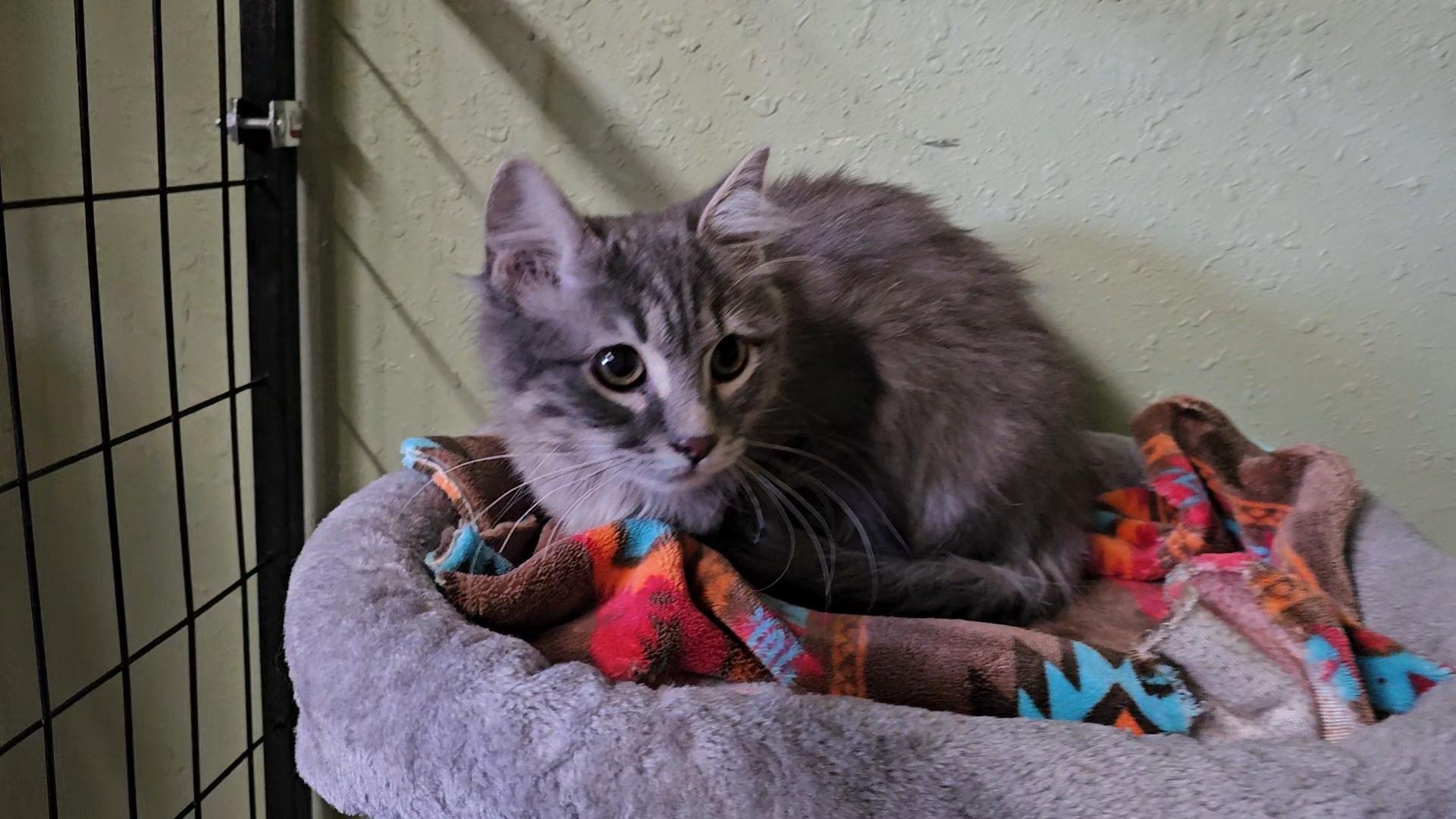 Enlarge Smokey Joe, a ADOPTABLE Domestic Medium Hair in Pinedale, WY image 4/5