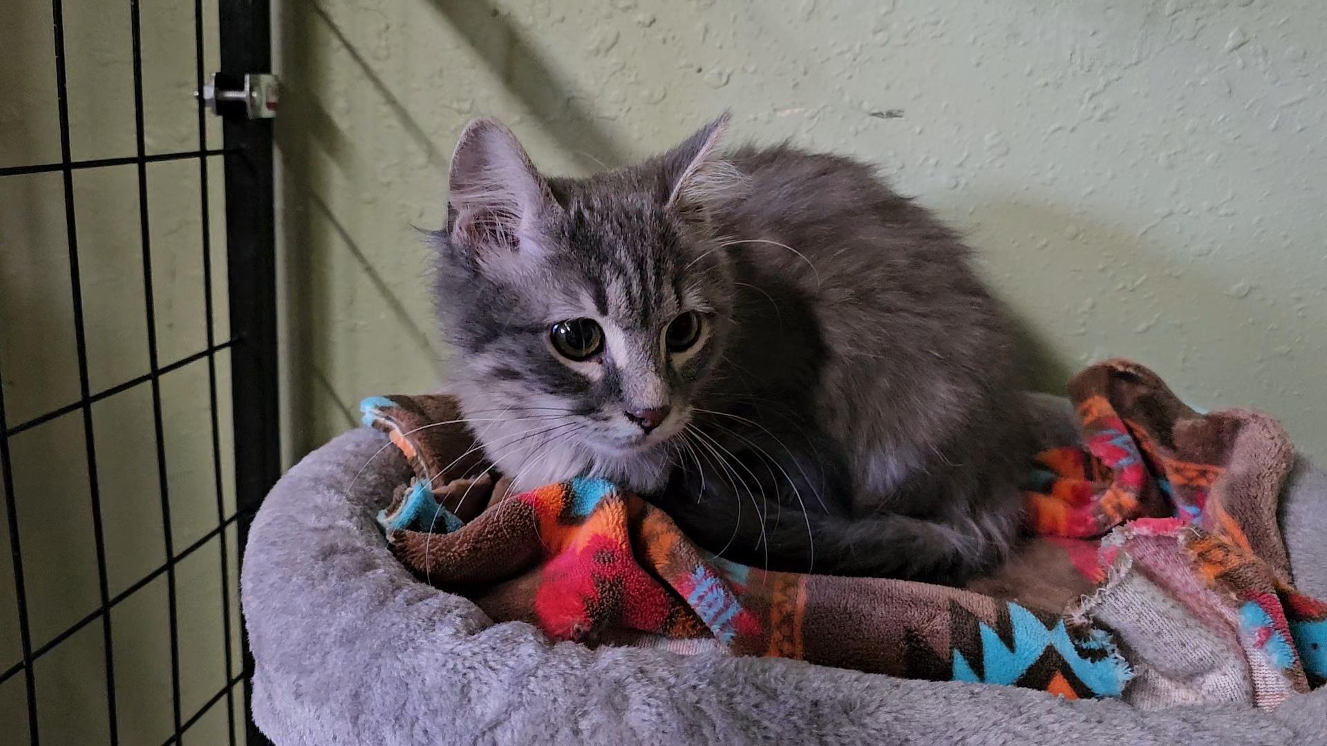 Enlarge Smokey Joe, a ADOPTABLE Domestic Medium Hair in Pinedale, WY image 5/5