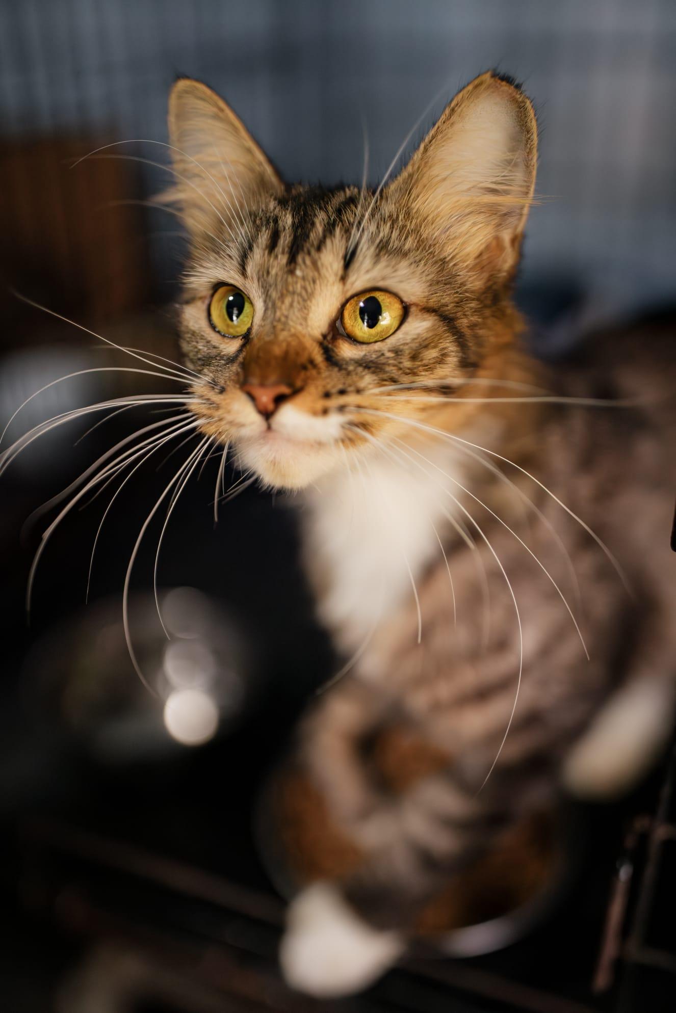 Peaches, a Adoptable Domestic Short Hair in Boston, MA image 4/5