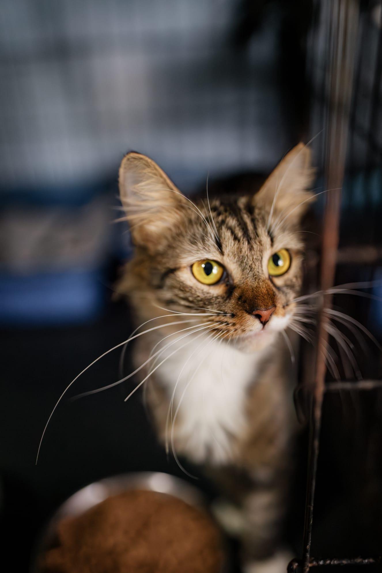 Peaches, a Adoptable Domestic Short Hair in Boston, MA image 3/5