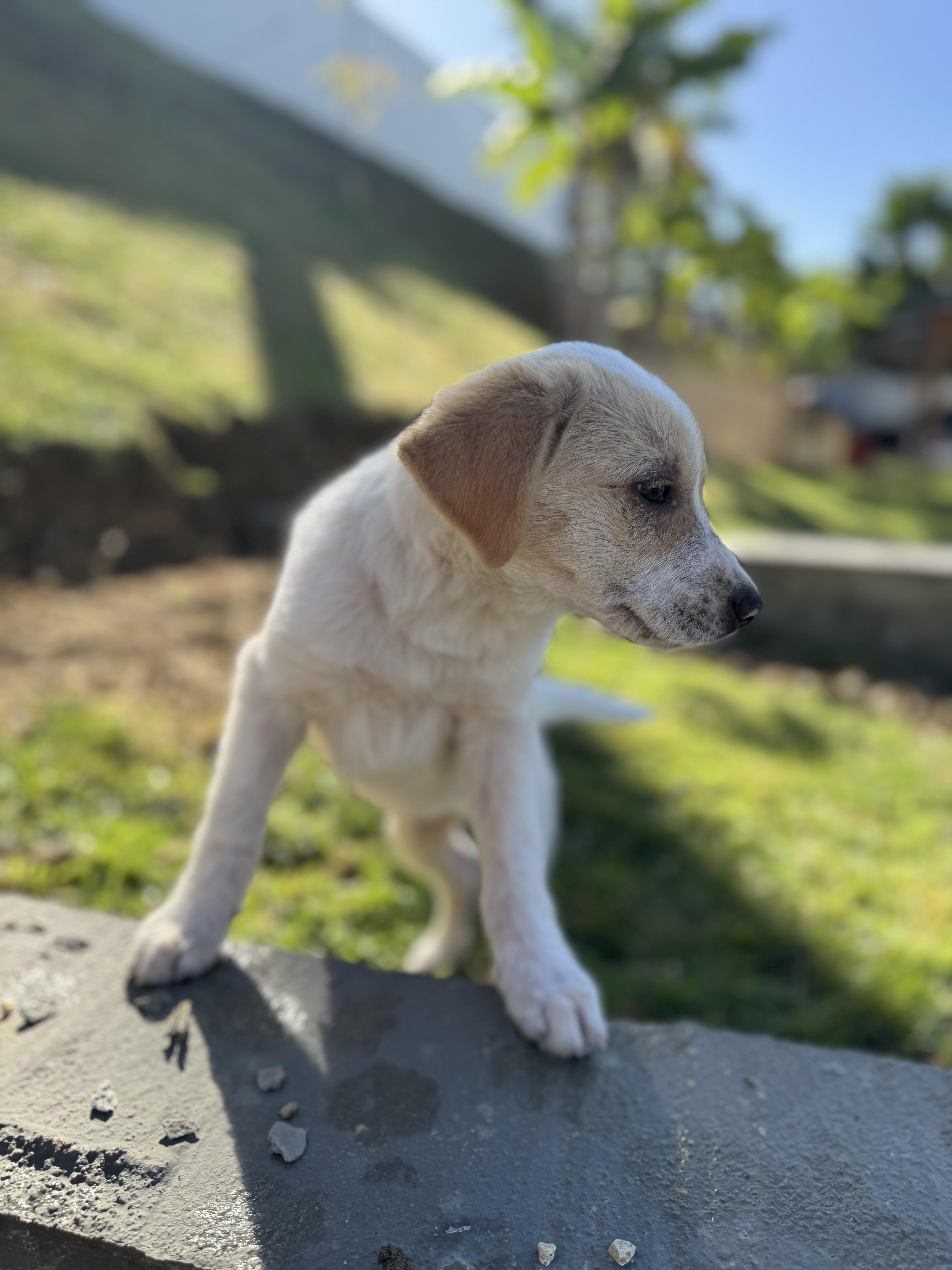 Enlarge Rumi - The Little Warrior, an adopted mixed breed in VERNON, NJ image 2/6