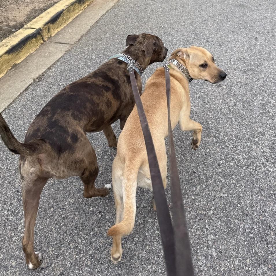 Gracie — thumbnail 3