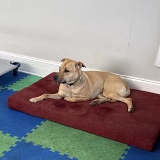 Gracie — thumbnail 4