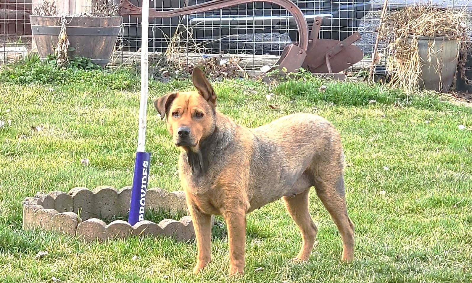 King, adopted, Adult Male Shepherd.