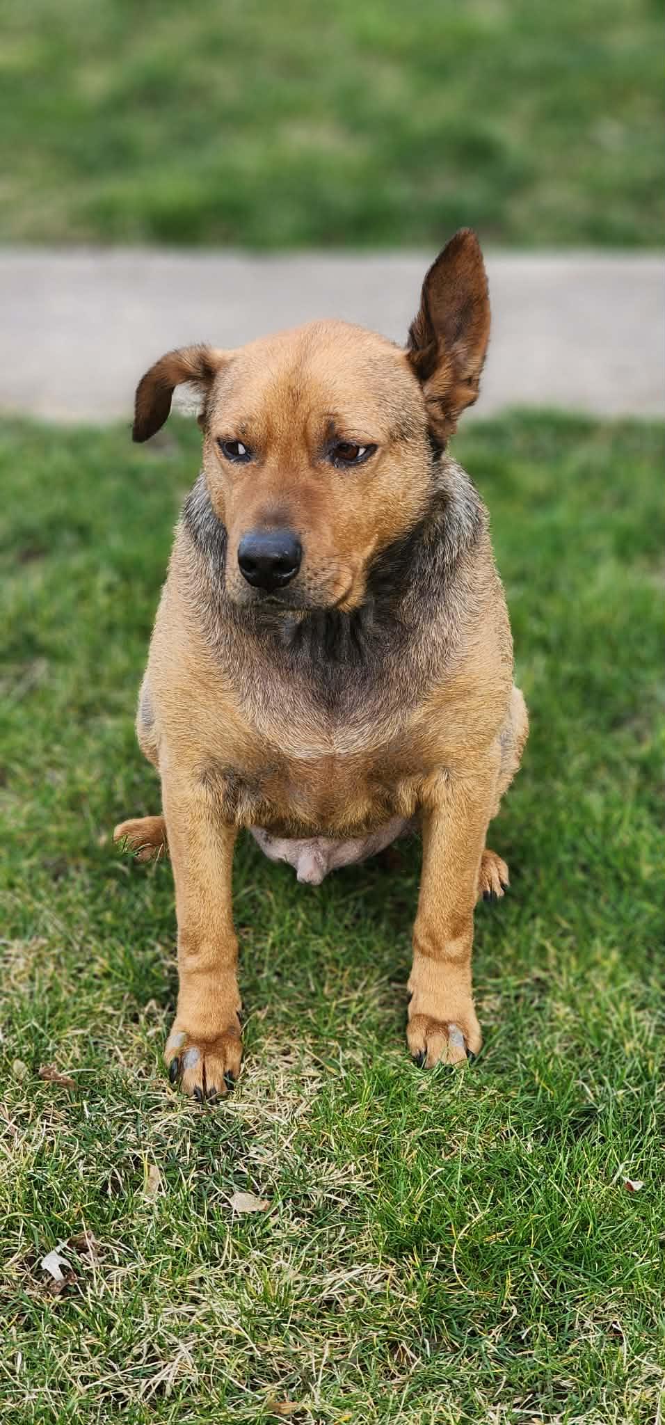 Enlarge King, an adopted mixed breed in Lewiston, ID image 2/2