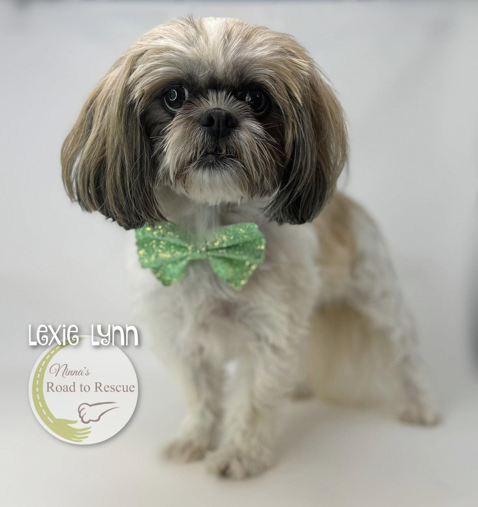 Lexie Lynn, a Adoptable Shih Tzu in Benton, LA image 1/2