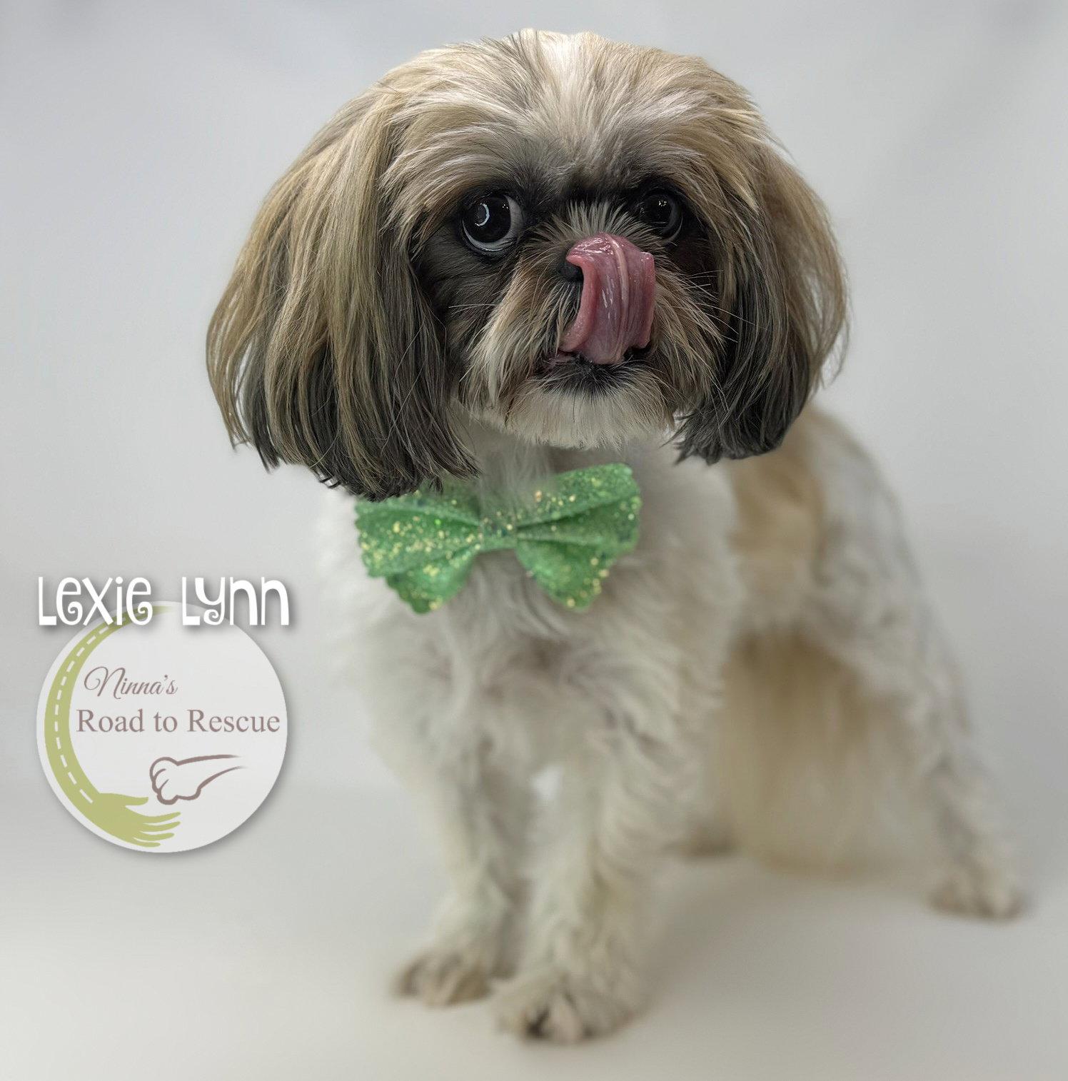 Lexie Lynn, a Adoptable Shih Tzu in Benton, LA image 2/2