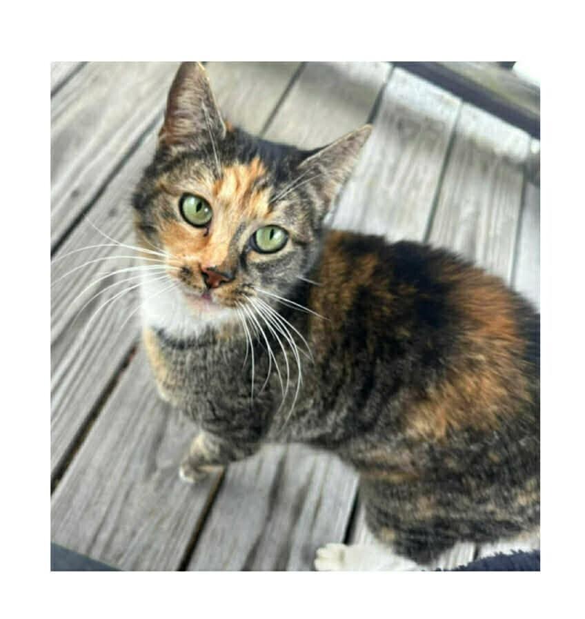 Iris, a Adoptable mixed breed in South Bend, IN image 1/2