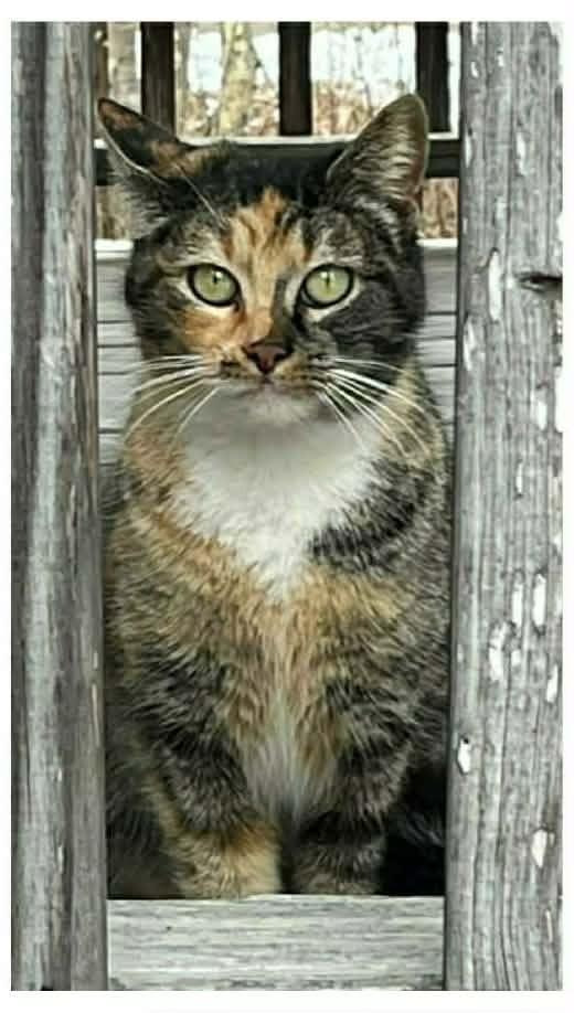 Iris, a Adoptable mixed breed in South Bend, IN image 2/2