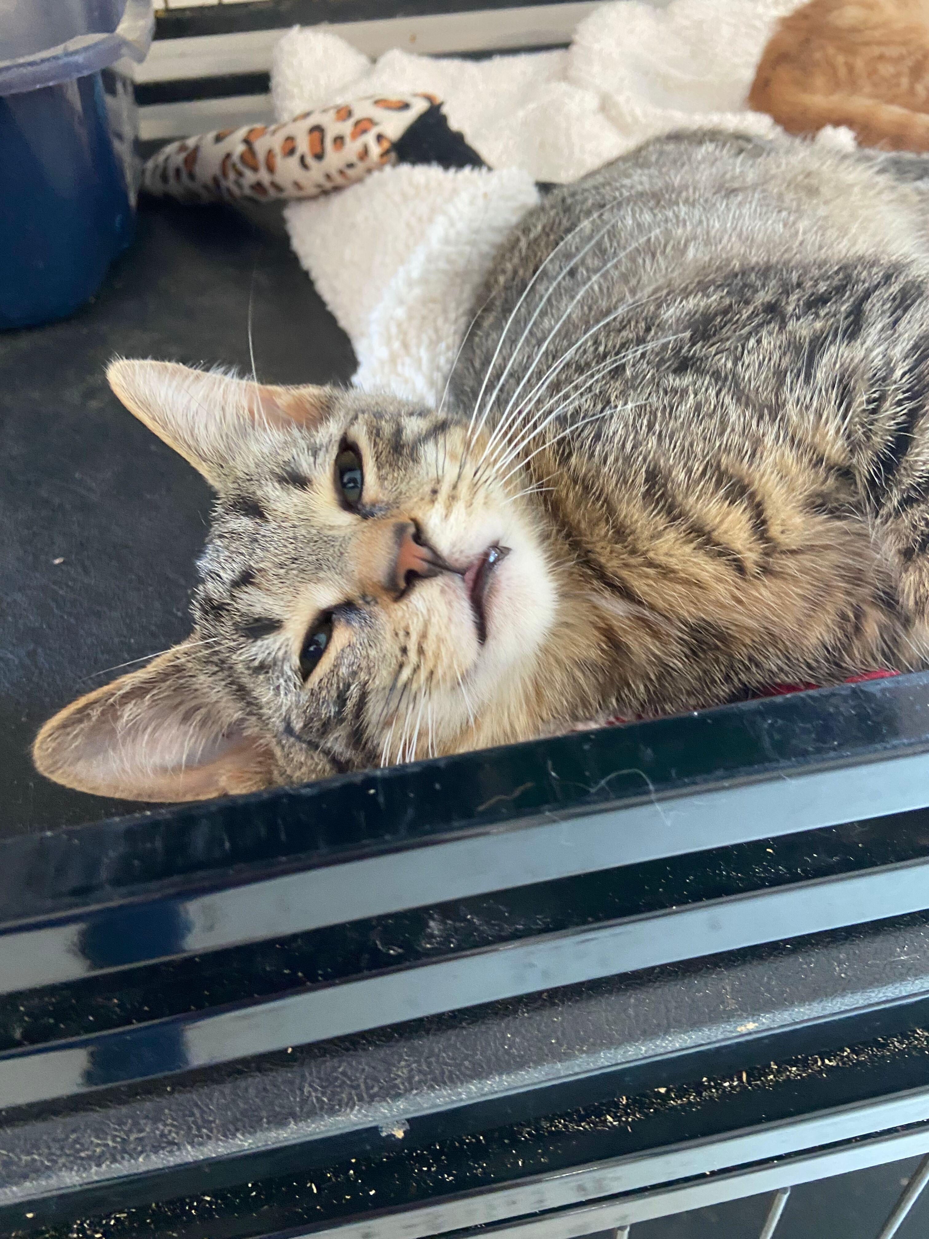 BISCUIT