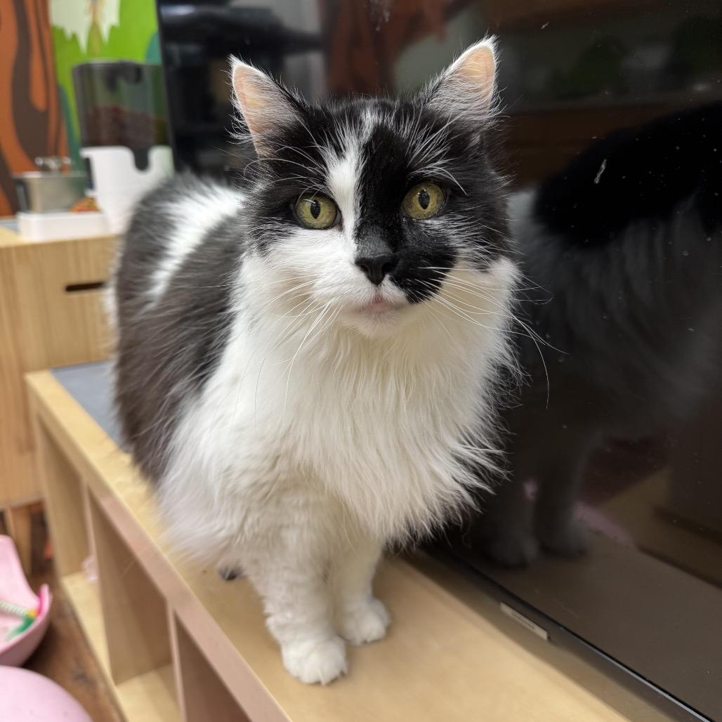Enlarge Callie, a Adoptable Domestic Long Hair in Mount Laurel, NJ image 1/4