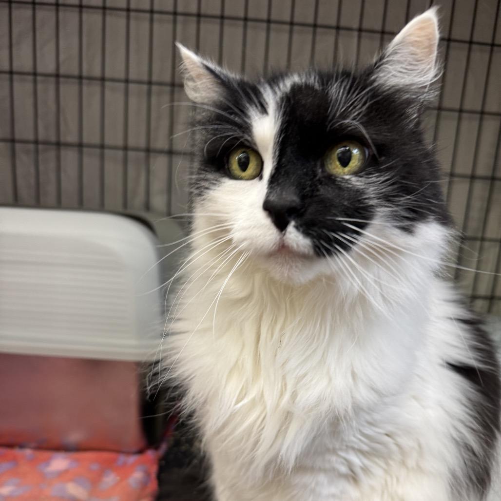 Enlarge Callie, a Adoptable Domestic Long Hair in Mount Laurel, NJ image 4/4