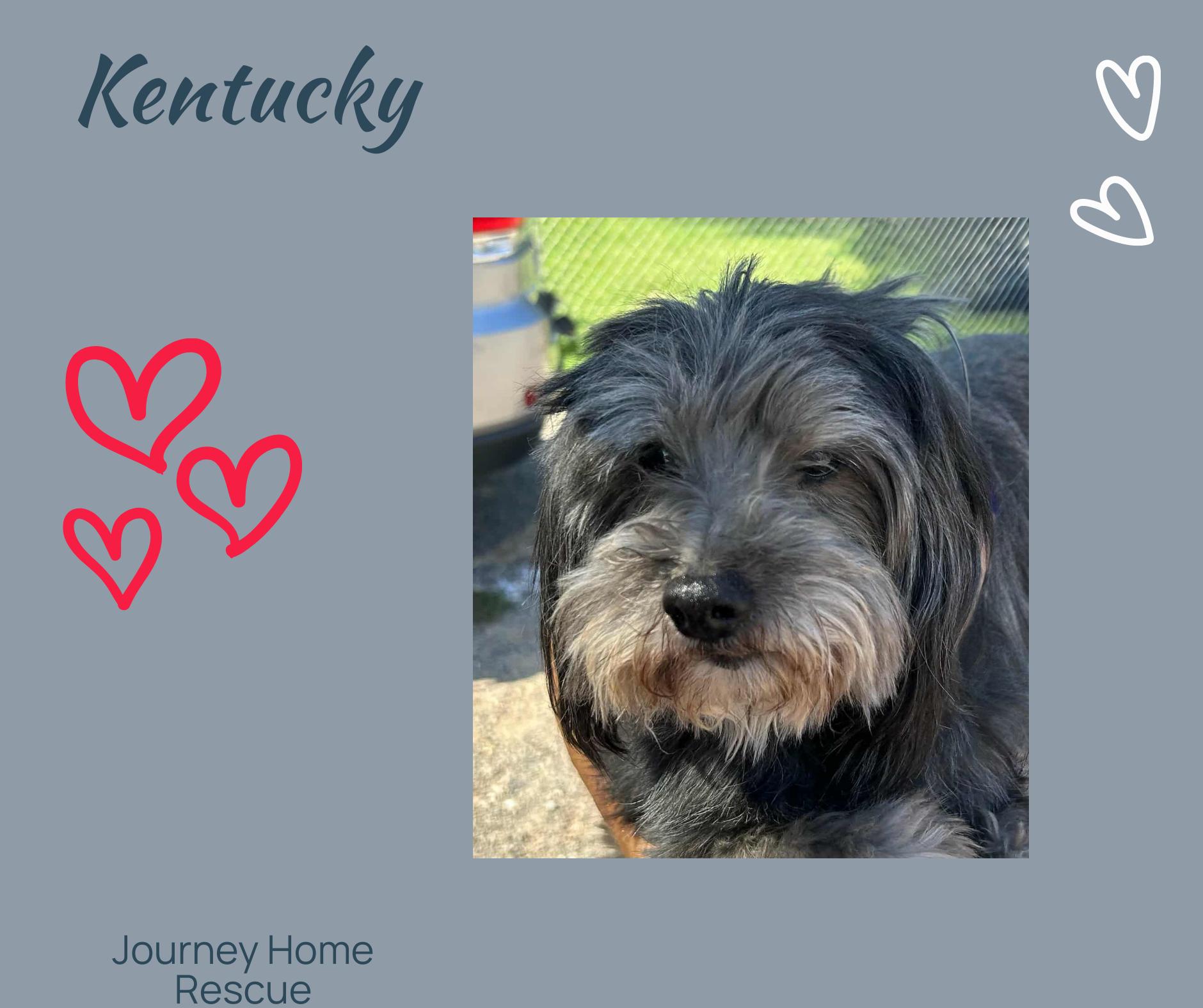 Kentucky "MJ", Adoptable, Adult Male Shih Tzu & Schnauzer.