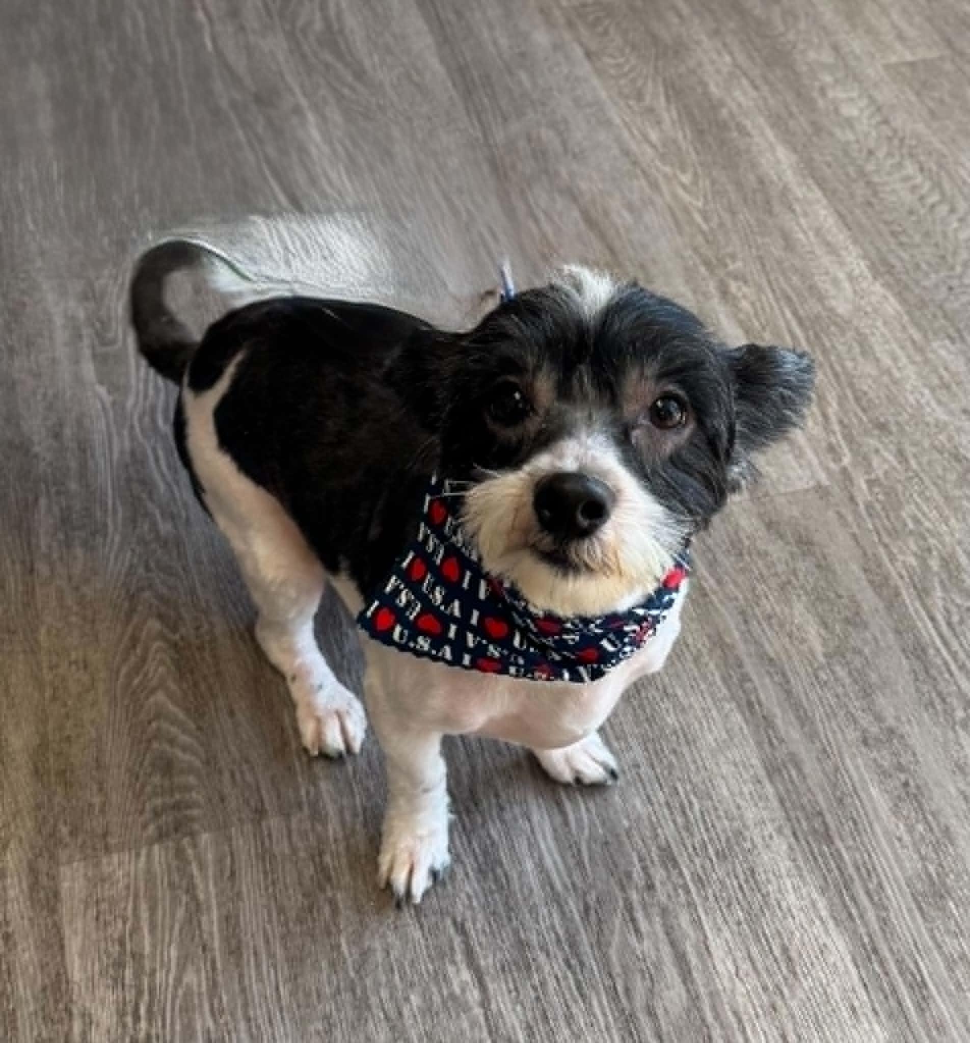 Wiggles, an adopted Havanese in Creston, IA image 1/5