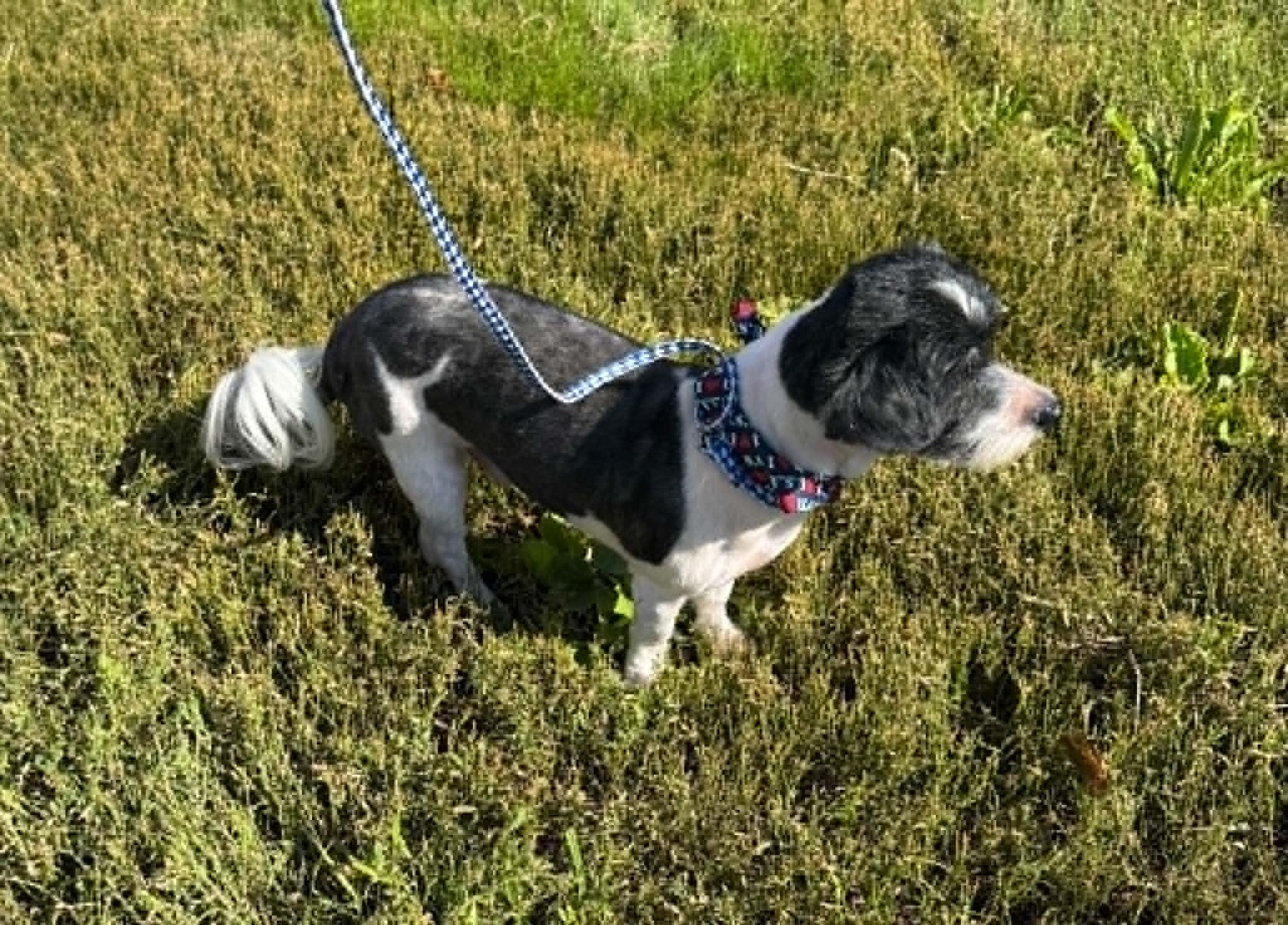 Wiggles, an adopted Havanese in Creston, IA image 3/5