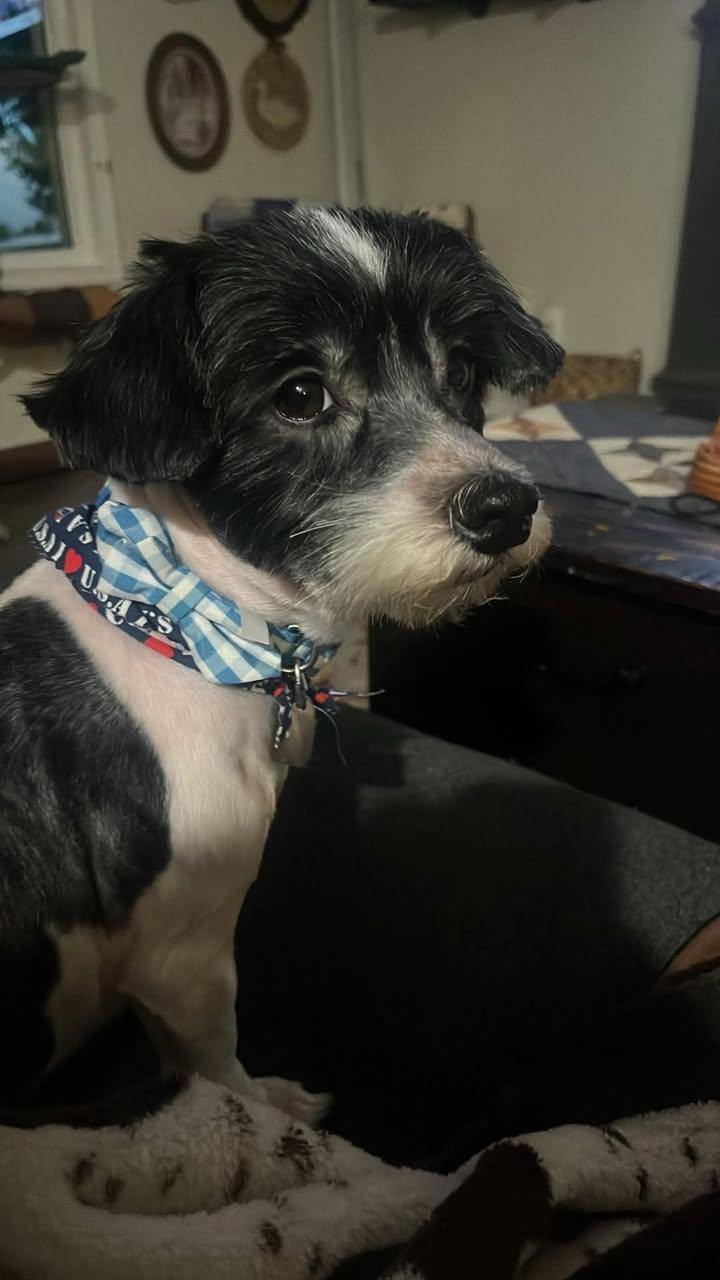 Wiggles, an adopted Havanese in Creston, IA image 5/5
