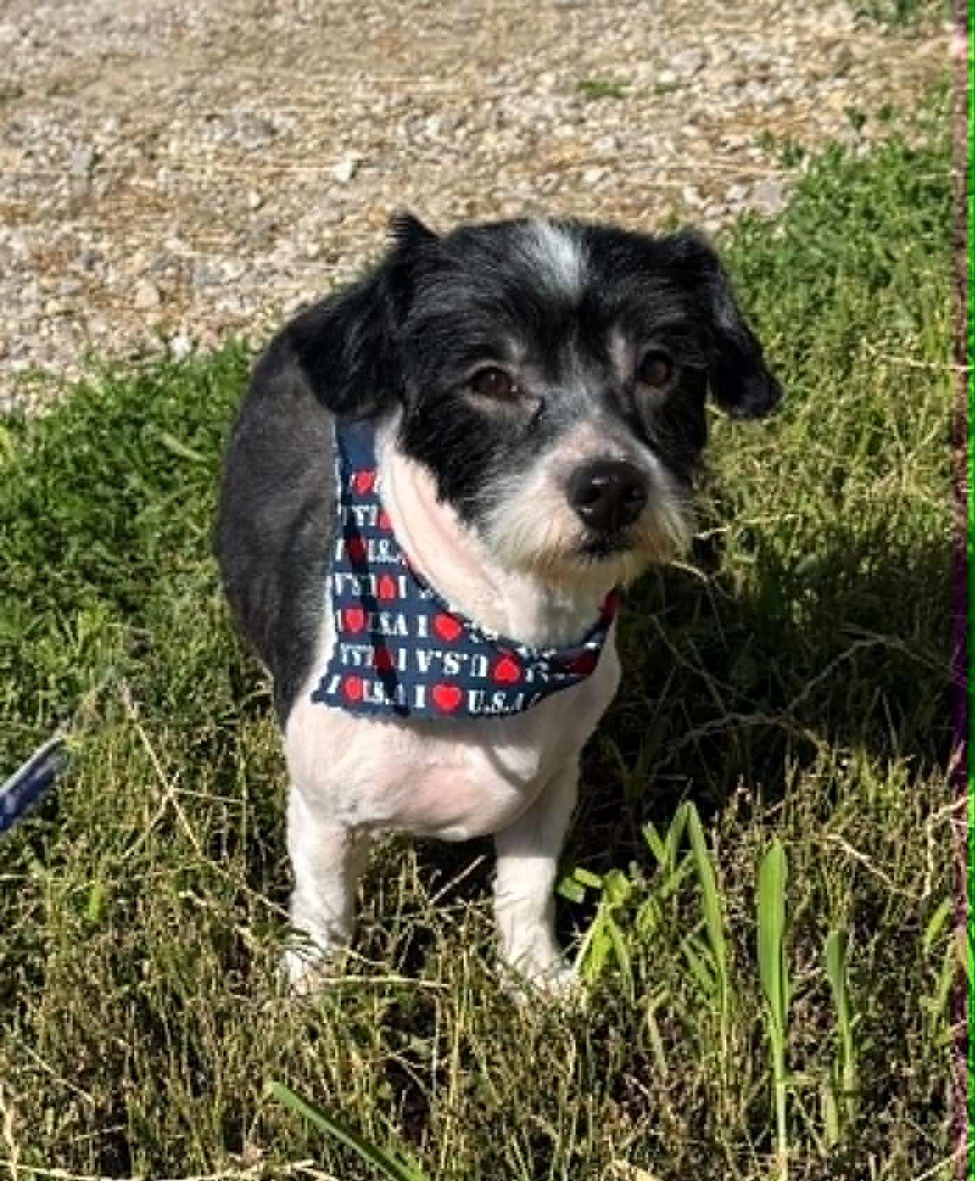 Wiggles, an adopted Havanese in Creston, IA image 2/5