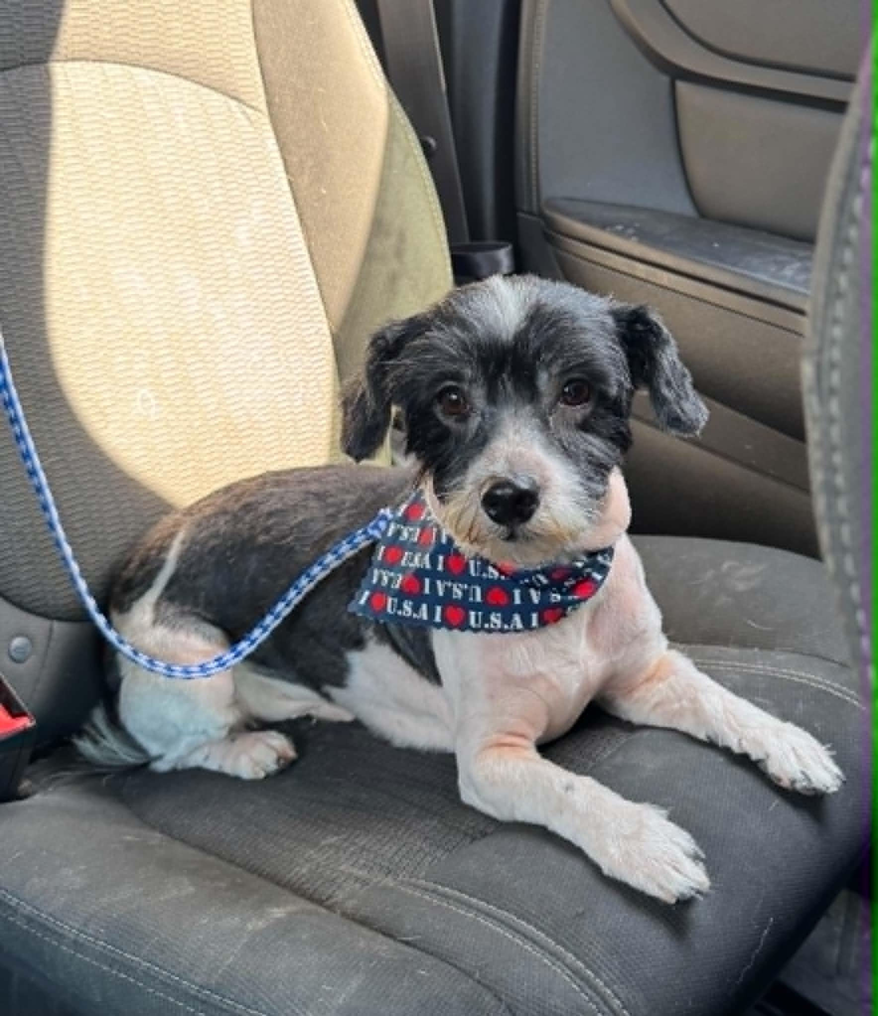 Wiggles, an adopted Havanese in Creston, IA image 4/5