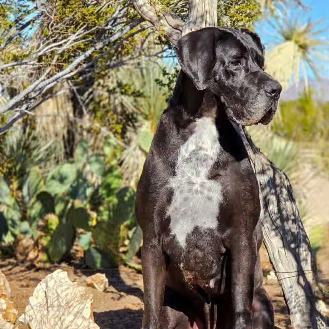 Enlarge Barnacle Bill, a Adoptable Great Dane in Tehachapi, CA image 1/2