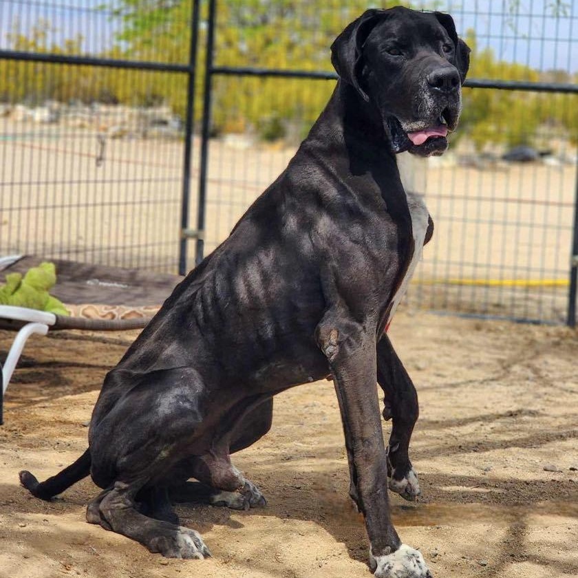 Barnacle Bill, Adult Male Great Dane