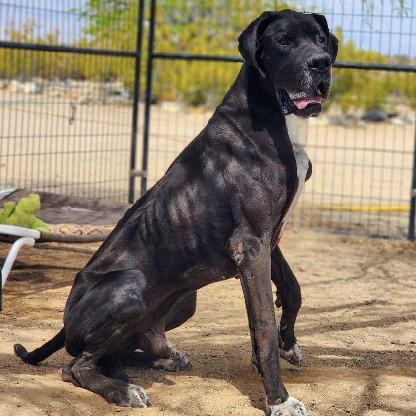 Enlarge Barnacle Bill, a Adoptable Great Dane in Tehachapi, CA image 2/2