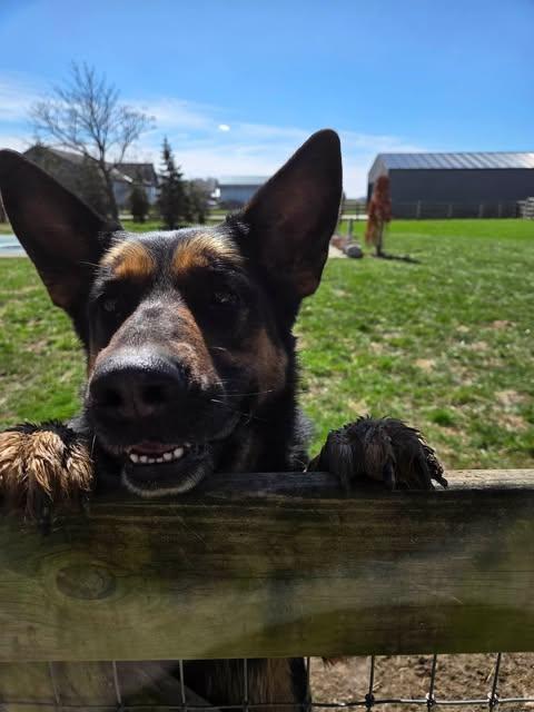 Enlarge Davonna, a Adoptable German Shepherd Dog in Ashville, OH image 1/3