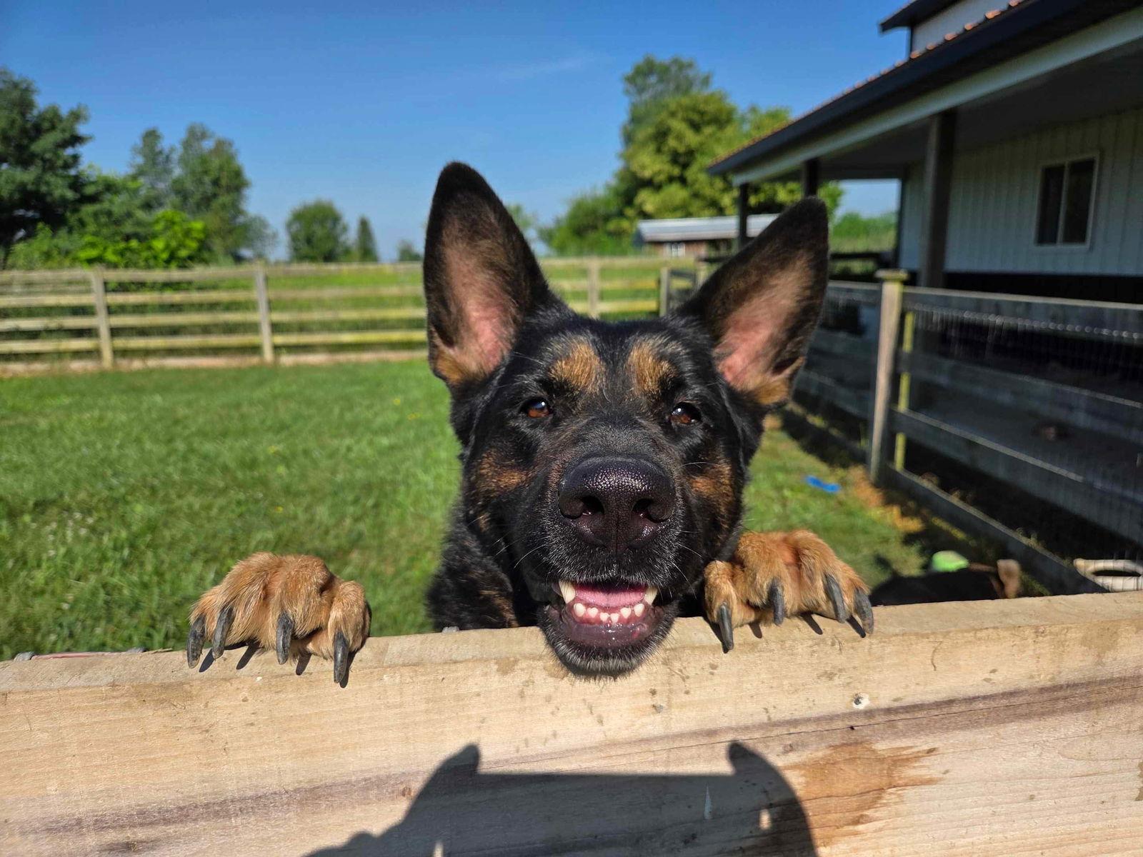 Enlarge Davonna, a Adoptable German Shepherd Dog in Ashville, OH image 1/3