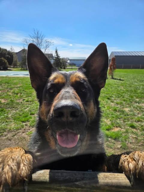 Enlarge Davonna, a Adoptable German Shepherd Dog in Ashville, OH image 2/3