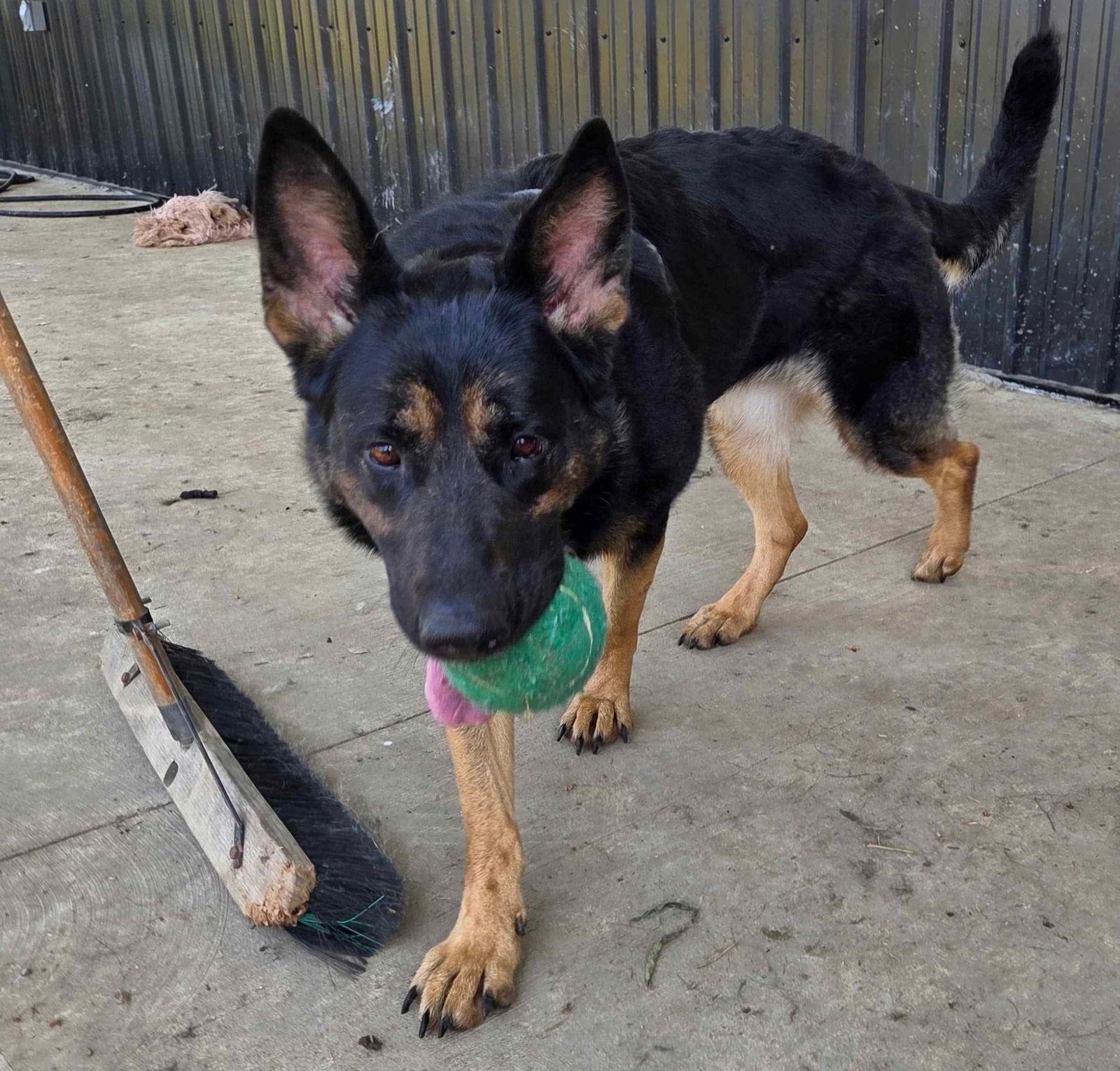 Enlarge Davonna, a Adoptable German Shepherd Dog in Ashville, OH image 2/3