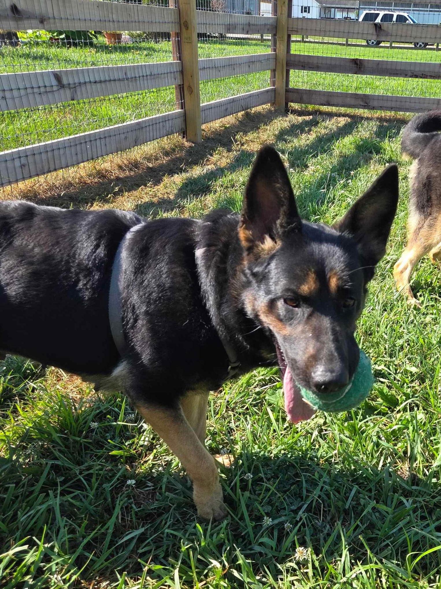 Enlarge Davonna, a Adoptable German Shepherd Dog in Ashville, OH image 3/3