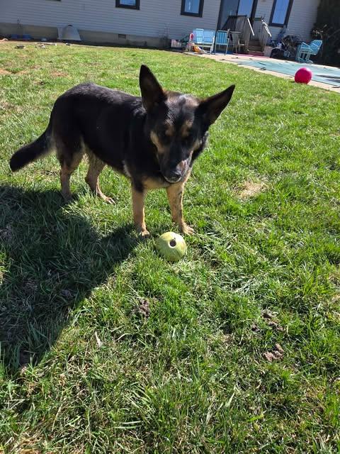 Enlarge Davonna, a Adoptable German Shepherd Dog in Ashville, OH image 3/3