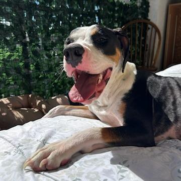 Lola, Adoptable, Young Female Mixed Breed.