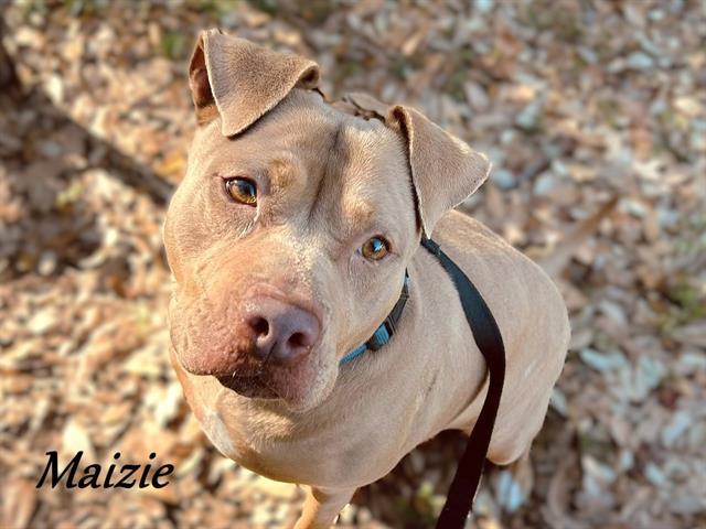 MAIZIE, Adoptable, Adult Female Mixed Breed.