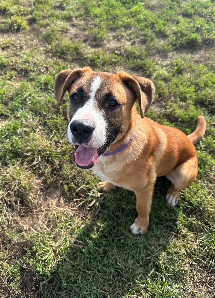 Lars, Adoptable, Puppy Male Labrador Retriever & Saint Bernard.