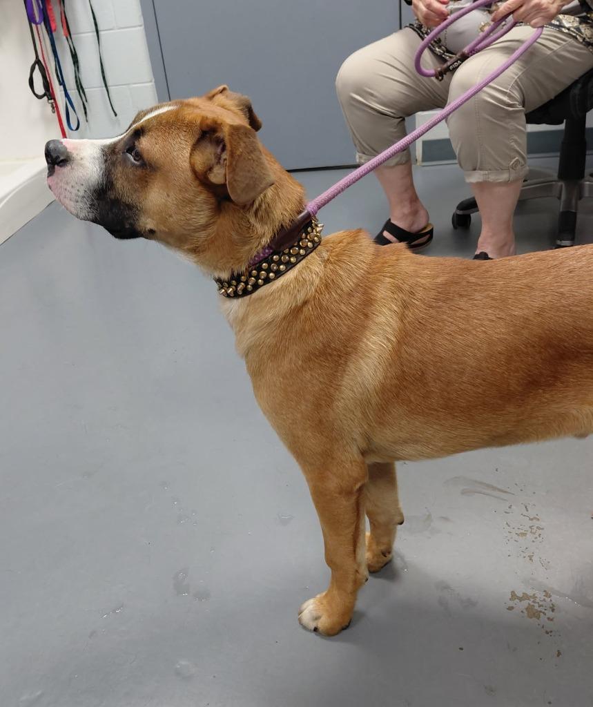 Enlarge Lars, a Adoptable mixed breed in South Bend, IN image 2/4