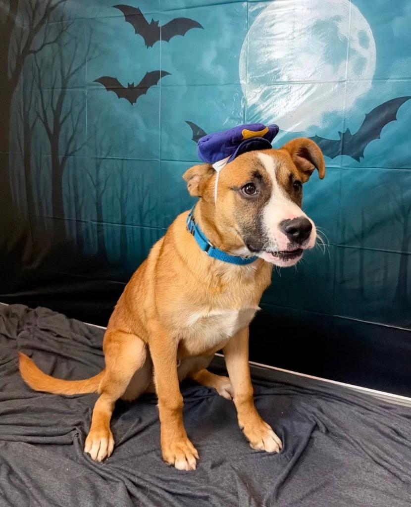 Enlarge Lars, a Adoptable mixed breed in South Bend, IN image 3/4