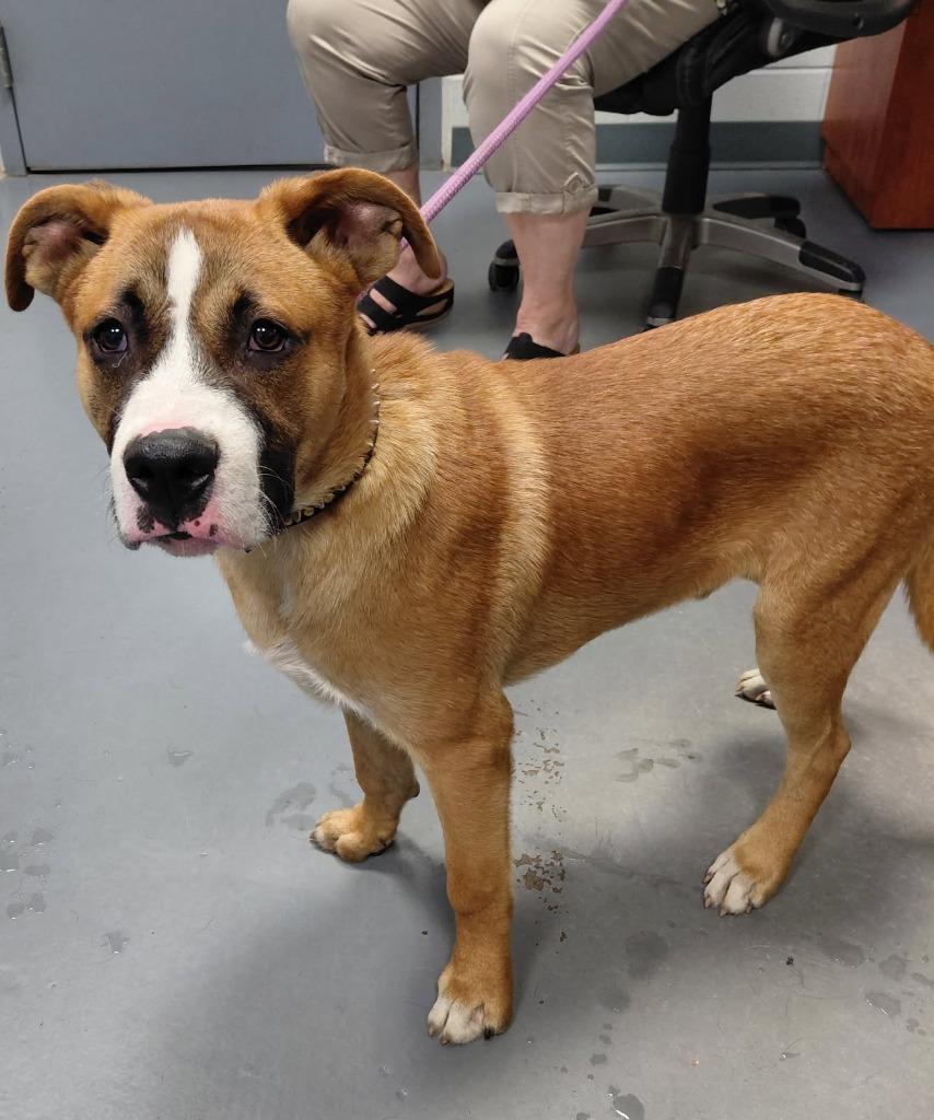Enlarge Lars, a Adoptable mixed breed in South Bend, IN image 4/4