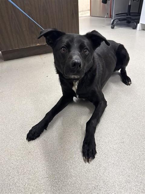 ONE, Adoptable, Adult Male Husky & Pointer.