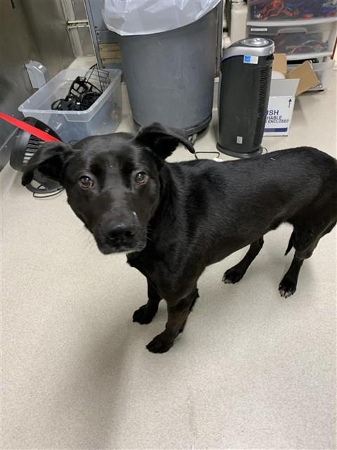 Enlarge ONE, a Adoptable mixed breed in Fairbanks, AK image 1/1