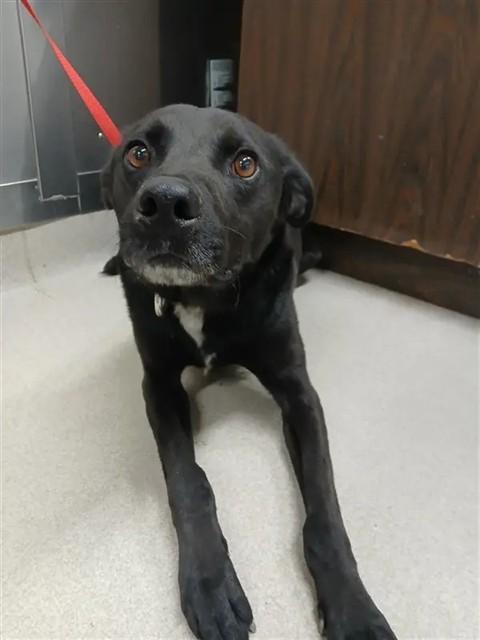 ONE, Adoptable, Adult Male Husky & Pointer.