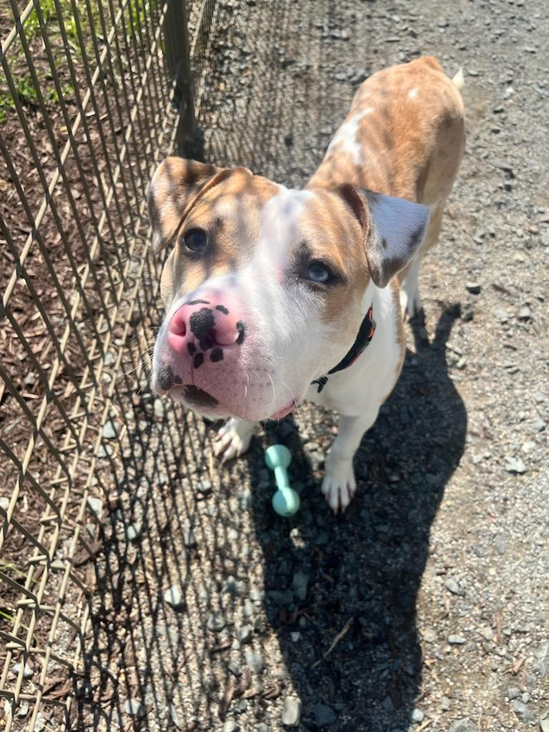 Enlarge King Davis (ID 51449/1579), an adoptable Pit Bull Terrier in Manassas, VA image 2/3