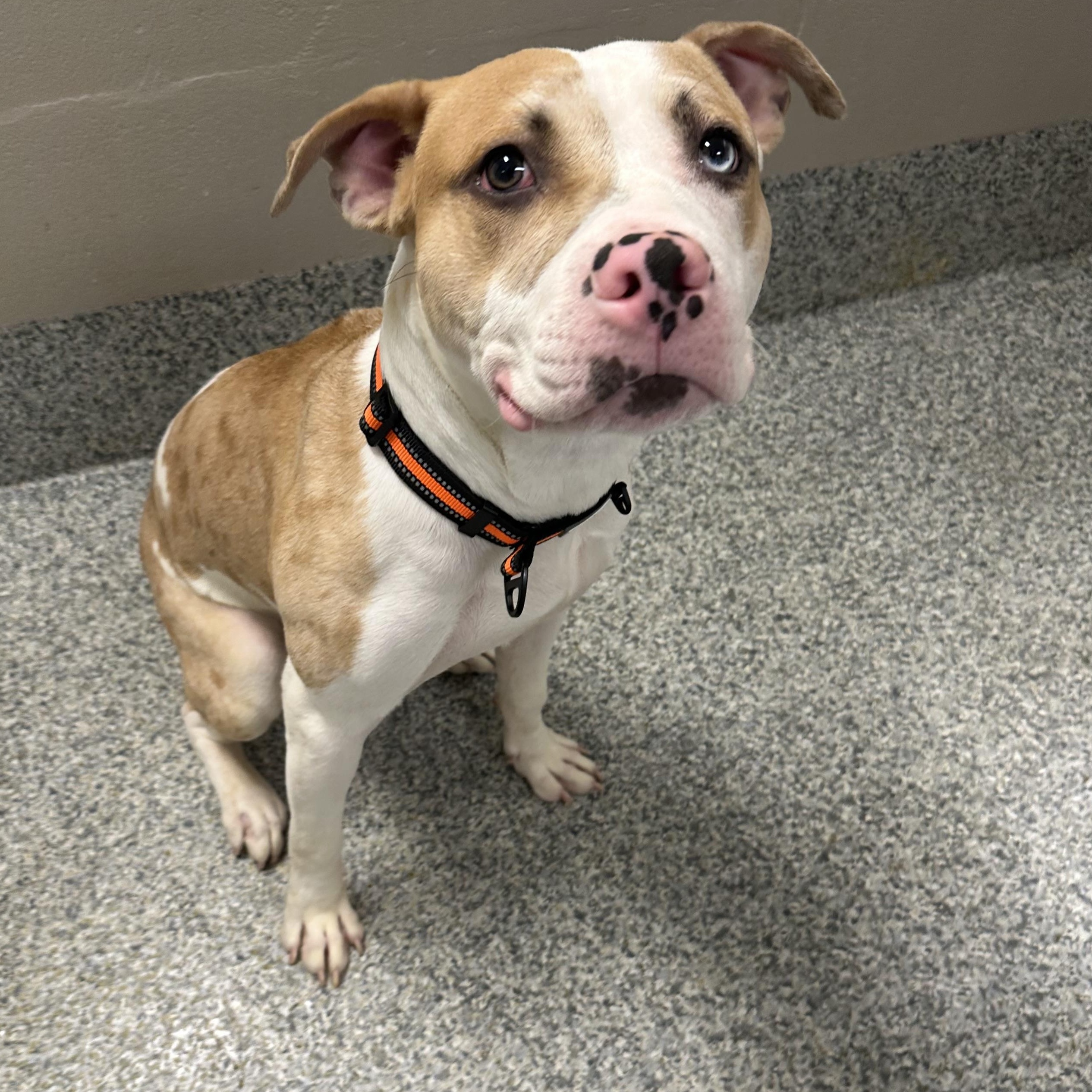 Enlarge King Davis (ID 51449/1579), an adoptable Pit Bull Terrier in Manassas, VA image 3/3