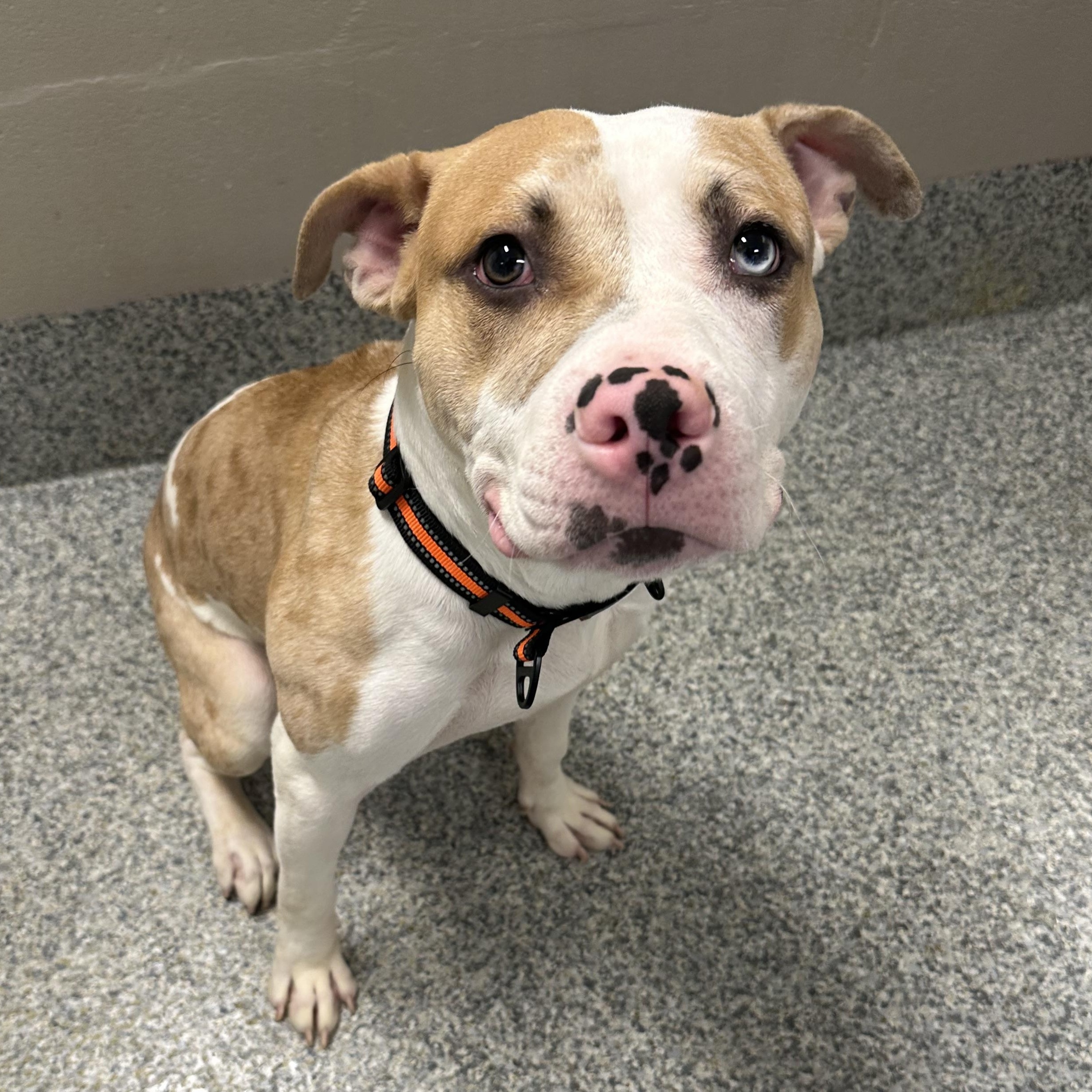 Enlarge King Davis (ID 51449/1579), an adoptable Pit Bull Terrier in Manassas, VA image 1/3