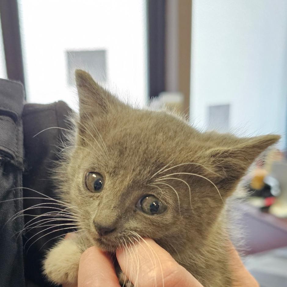 Octopus, Adoptable, Kitten Female Domestic Short Hair.