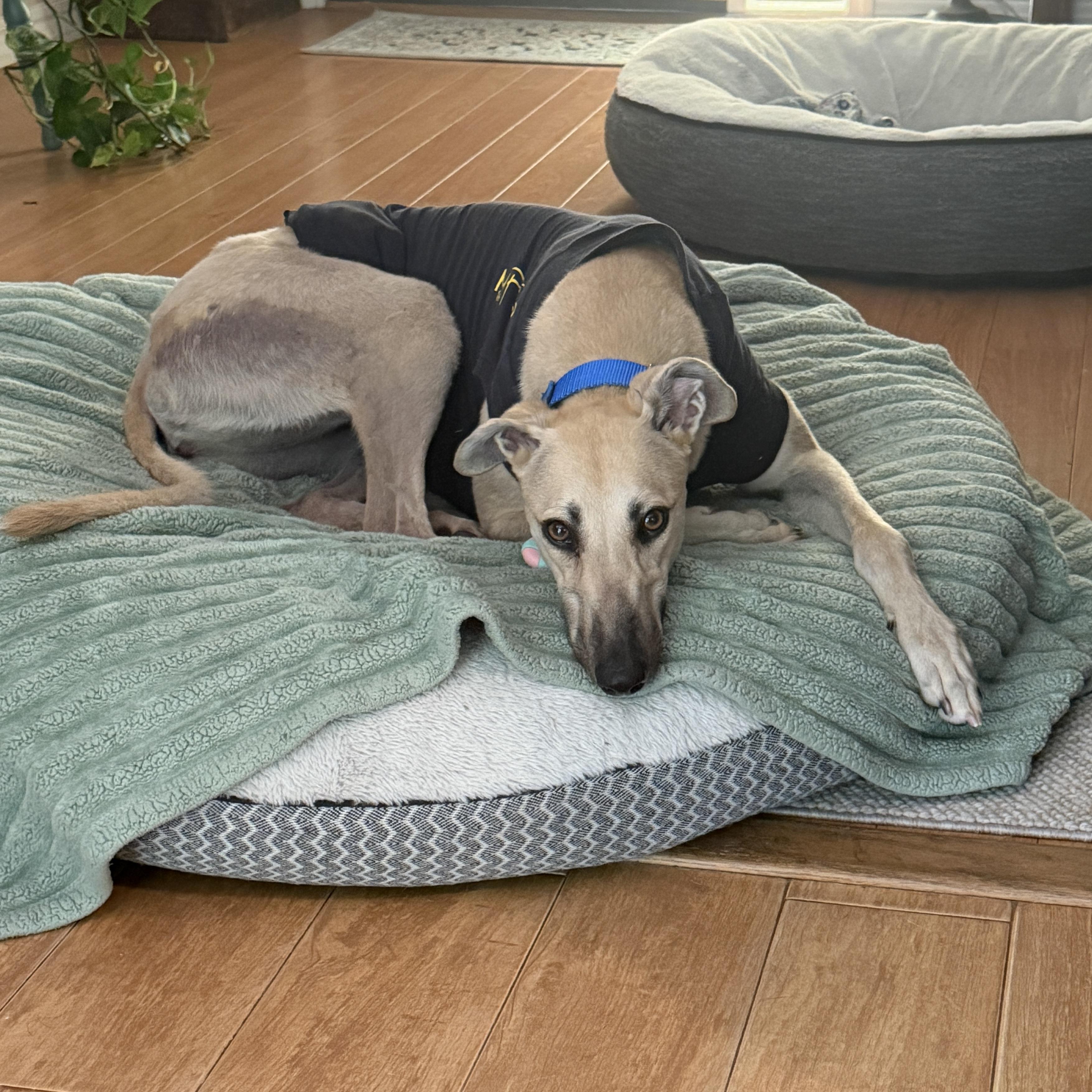 FF Snowflake, Adopted, Young Female Greyhound.