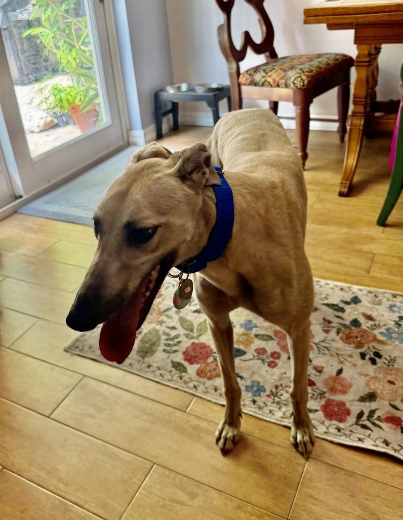 Enlarge FF Snowflake, a Adoptable Greyhound in Tarpon Springs, FL image 1/3