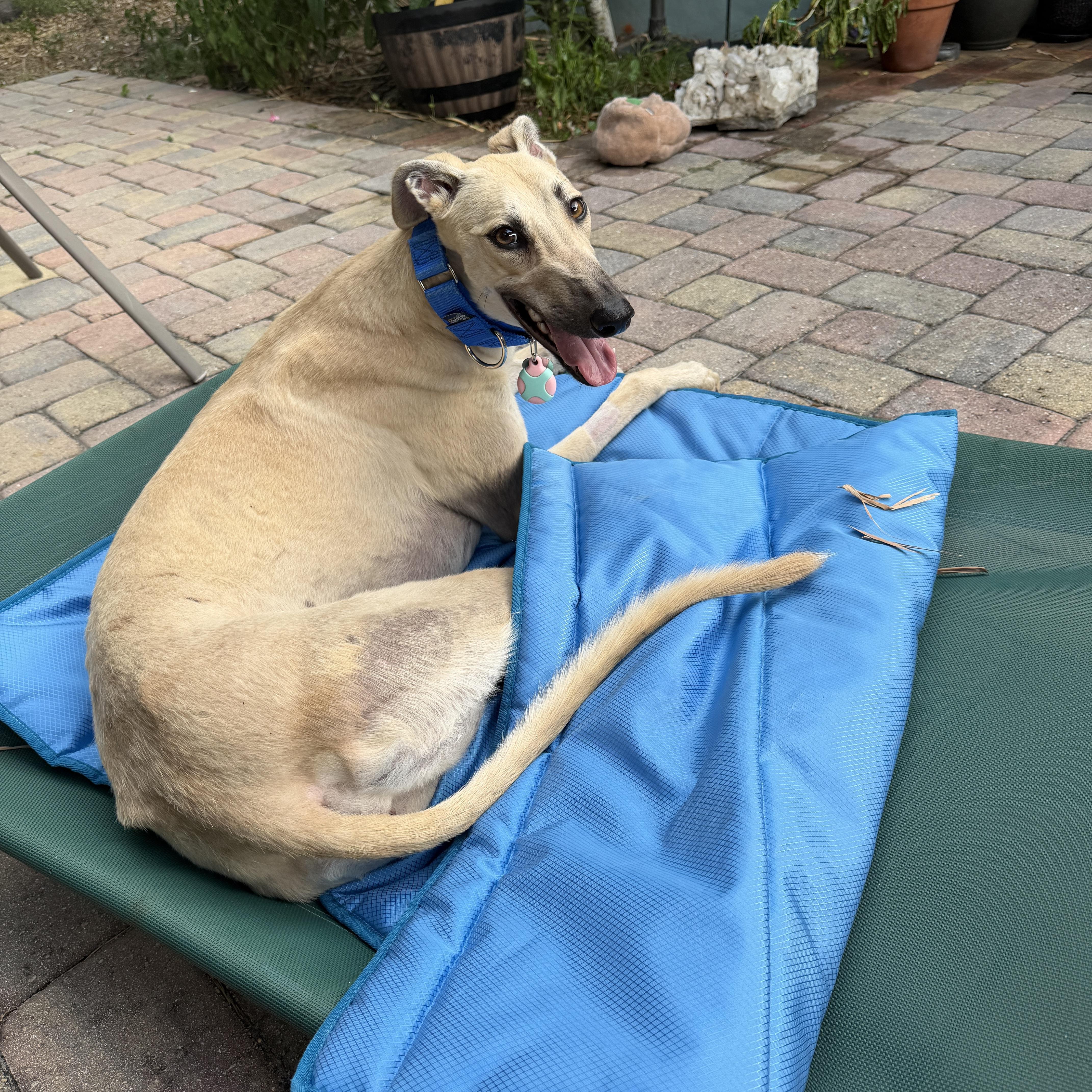 FF Snowflake, a Adopted Greyhound in Tarpon Springs, FL image 3/6